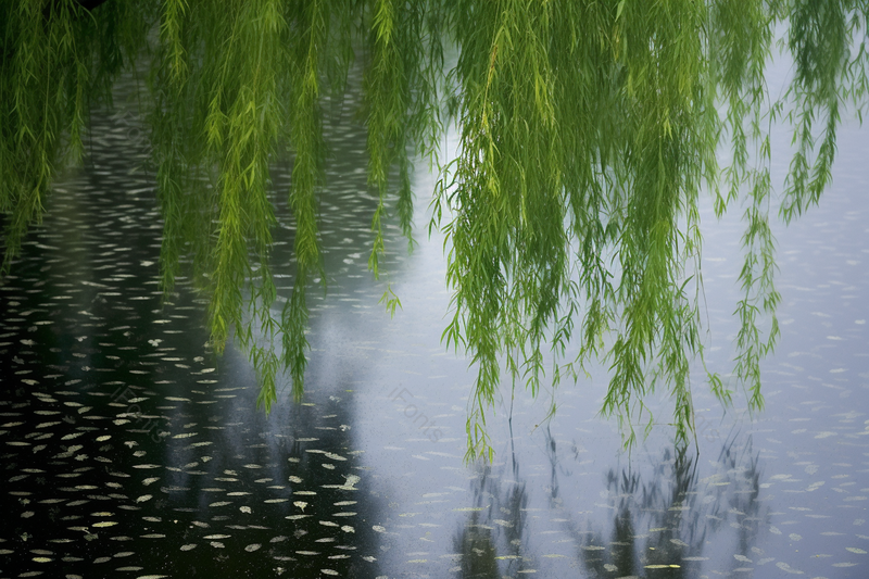 春天雨水中的柳条柳树实拍摄影图,高清,摄影图,摄影图片,图片大全,摄影图免费下载